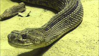 SchauerKlapperschlange Crotalus durissus  South American rattlesnake  Zoo Vienna [upl. by Sidell]