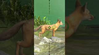 🦊🦊 Fox Hunter Hunting Clash huntingclash trending hunting shorts viralvideo fox [upl. by Sirama]