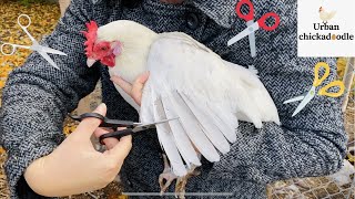 How To Trim Chicken Feathers  Clipping Poultry Wings [upl. by Shaylyn]