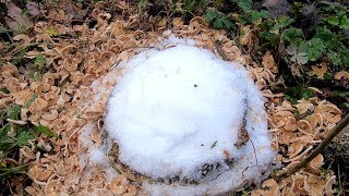 Does Epsom Salts Kill Tree Roots [upl. by Gena10]