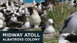 Midway Atoll  Landscape view of Albatross colony [upl. by Aissatsan]