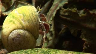 Hermit Crabs and Anemones [upl. by Yoko]