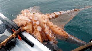 Amazing Giant Octopus Fishing Diving Skill  Fastest Giant Octopus Catching and Processing on Sea [upl. by Birch]