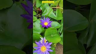 🔴🔥 Tropical Waterlily Flowering Plants Available 🔥🔴 [upl. by Garrett]