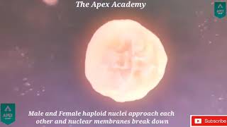 How Fertilization Happens in humans  Sperm and Egg inside the ovary theapexacademyyt [upl. by Greyson]