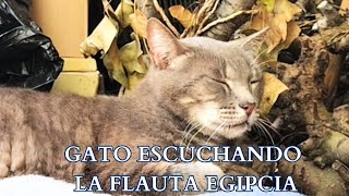 Gato Escuchando Música de Flauta Egipcia [upl. by Zinn]