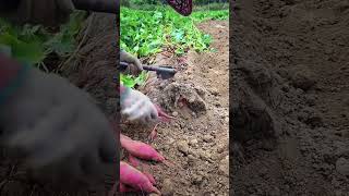 Farmers harvest sweet potatoes in autumn a type of sweet potato with red skin and sweet taste [upl. by Karlis811]