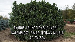 Prunus laurocerasus Mari  Babérmeggy fajta nyírás nélkül 20 évesen [upl. by Oakes]