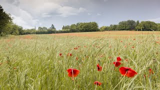 Promenade dans les coquelicots Canon pour Mandolines lygeros music MusicofNikosLygeros [upl. by Lina]