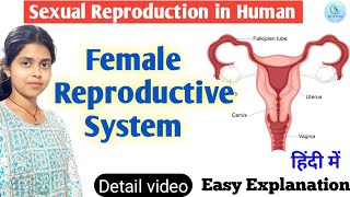 Female Reproductive System  Human Reproduction class 710  Female Sex Organ biology yt study [upl. by Ahsiea]