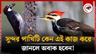 সুন্দর পাখিটি কেন এই কাজ করে জানলে অবাক হবেন  Woodpecker  Bird  Kalbela [upl. by Weinrich]