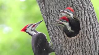 Pileated Woodpecker Chicks At the Nest [upl. by Neelrad]