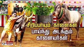 🔴LIVE  Polimer News Live  வன்னியன்விடுதி புதுக்கோட்டை ஜல்லிக்கட்டு [upl. by Preiser]