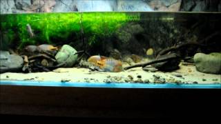 North amp Central American Cichlids in the Display Aquarium episode 2 [upl. by Everick]