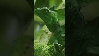 Plumed basilisk shortsvideo [upl. by Graves]