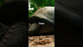 Top 5 Oldest Animals in the World by edit of the week trending facts animalkingdom viralvideo [upl. by Florenza]