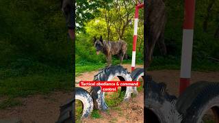 Belgian Malinois dog training shortvideo shorts viralvideo doglover trending malinois [upl. by Sinned739]