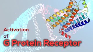 Activation of G protein receptor  G Proteincoupled Receptor [upl. by Rose456]