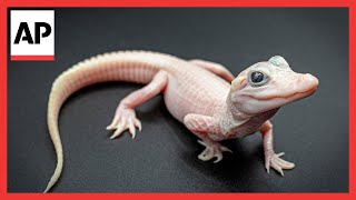 Video of rare leucistic white alligator born at Gatorland in Orlando Florida [upl. by Parrie]