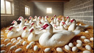 Raising Muscovy Ducks For Egg Laying  Farms Raising Millions Of Muscovy Ducks And Collecting Eggs [upl. by Selemas]