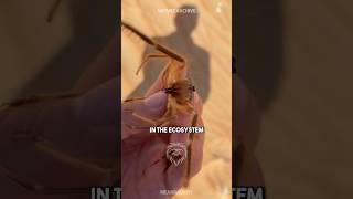 Camel Spider 🐪🕷️HORRIFYING Arachnid CHASES Humans camelspider spider animalfacts [upl. by Gussy]