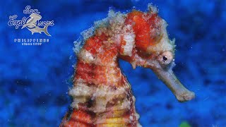 DAUIN 2 Days Diving Highlights  Amazing Sea Horse [upl. by Anyr80]