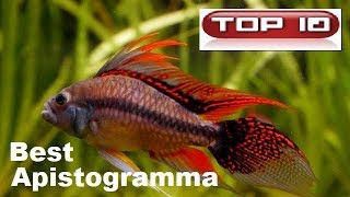 Top 10 Apistogrammi Strabilianti 🐠 [upl. by Alyar]