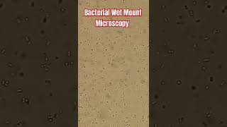 Bacterial Wet Mount Microscopy Staphylococcus hominis [upl. by Thinia]