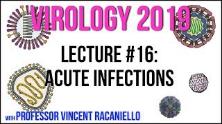 Virology Lectures 2019 16 Acute Infections [upl. by Nhguavoj]