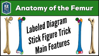 Femur Bone Anatomy Skeletal System Lower Limb Labeled Diagram [upl. by Drwde]