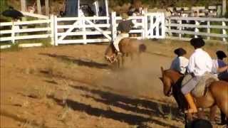 Rodeio de Charqueadas 2015  Gineteadas na Arena [upl. by Kunkle253]