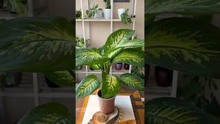 Dieffenbachia  Dumb Cane Plant  Grow Dieffenbachia Plant From Cuttings shorts plants [upl. by Ahsait229]