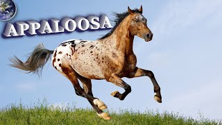 TOP Beautiful Appaloosa Horse in the World [upl. by Anirazc616]