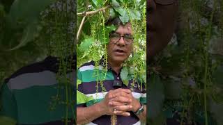 পিছল পথে কুড়িয়ে পেলাম হিজল ফুলের মালা। Barringtoniaacutangula [upl. by Chelsie]