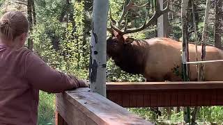 GIANT Bull Elk in Estes Park Colorado [upl. by Olram]