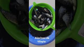 ALEVINOS DE TILAPIA GIFT SEXADA DE 3 CMS DISPONÍVEL [upl. by Eirrab981]