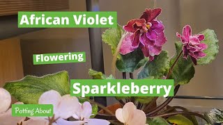 African violet in Bloom Sparkleberry Standard [upl. by Adianez788]