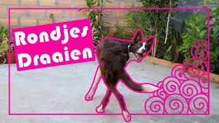 Je hond een rondje leren draaien [upl. by Isawk]