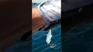 QUEENFISH kuwait queenfish fishing jigging الكويت fish DJI [upl. by Ataner114]