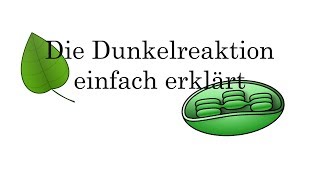 Die Dunkelreaktion einfach erklärt zweiter Teil der Fotosynthese [upl. by Aihtenyc776]