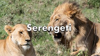 04  Les grands parcs de Tanzanie  15 février  Le Serengeti [upl. by Fassold]