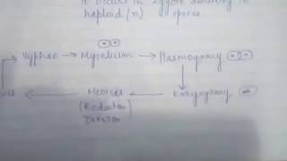 CHAP 203 KINGDOM FUNGI CLASS11 BIOLOGY [upl. by Dawn935]