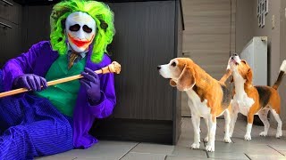 Funny Dogs Surprised with Joker Costume [upl. by Nyret]