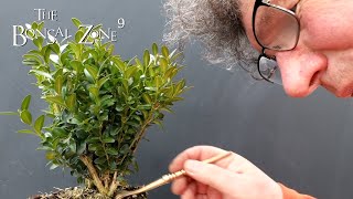 Starting a Boxwood Bonsai The Bonsai Zone Feb 2022 [upl. by Adlen]