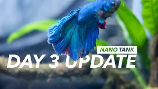 Day 3 Update  Nano Tank  Srihari Kulkarni [upl. by Ardnuhsor658]