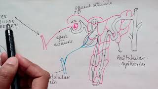 Renal circulation Physiology  Renal blood flow [upl. by Bourne]