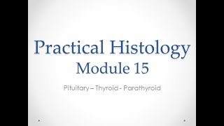 Practical Histology  Module 15 Endocrine  1st section [upl. by Wojcik]