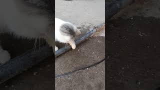 Милые котики tiktok shots subscribe youtubeshorts like юмор котики cat shorts [upl. by Zendah]