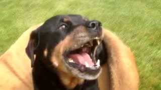 ANGRY ROTTWEILER 3 [upl. by Jaquenetta]