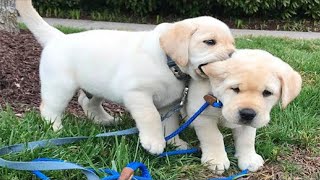 Funniest amp Cutest Labrador Dogs will make you EXPLODE LAUGHING [upl. by Hgielra]